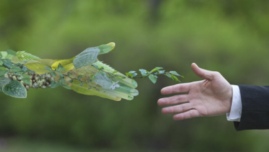 How Forest Protection Laws Shape Sustainable Development Today Guide!