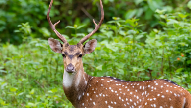 Nature’s Legal Shield: Laws That Safeguard Forest & Wildlife Now