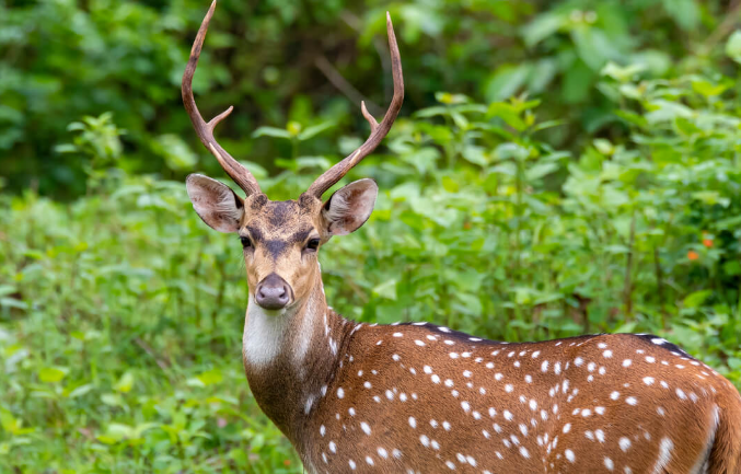 Nature’s Legal Shield: Laws That Safeguard Forest & Wildlife Now Nature’s Legal Shield: Laws That Safeguard Forest & Wildlife Now